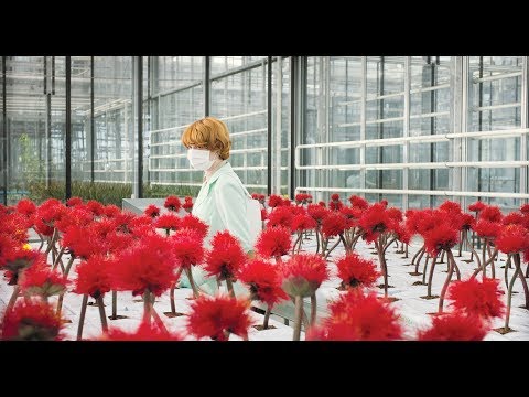 LITTLE JOE – GLÜCK IST EIN GESCHÄFT | Offizieller Trailer