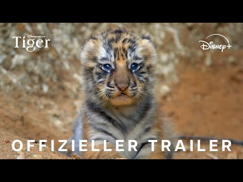 Disneynature&#039;s Tiger I Jetzt exklusiv streamen I Disney+