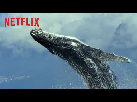 Unser Planet | Offizieller Trailer | Netflix