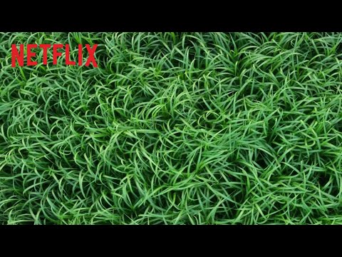 Im hohen Gras | Offizieller Trailer | Netflix