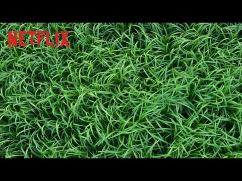 Im hohen Gras | Offizieller Trailer | Netflix
