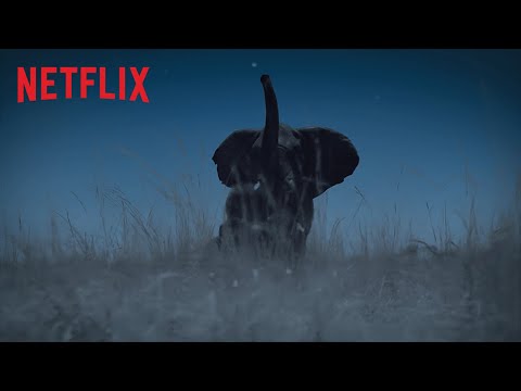 Die Erde bei Nacht | Trailer | Netflix