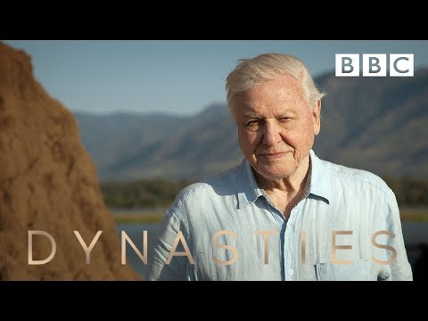 Sir David Attenborough on his new series, Dynasties - BBC