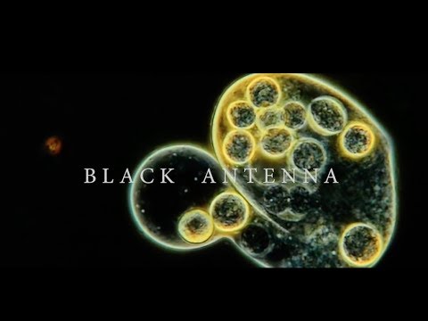 Alice In Chains - Black Antenna (Official Trailer)